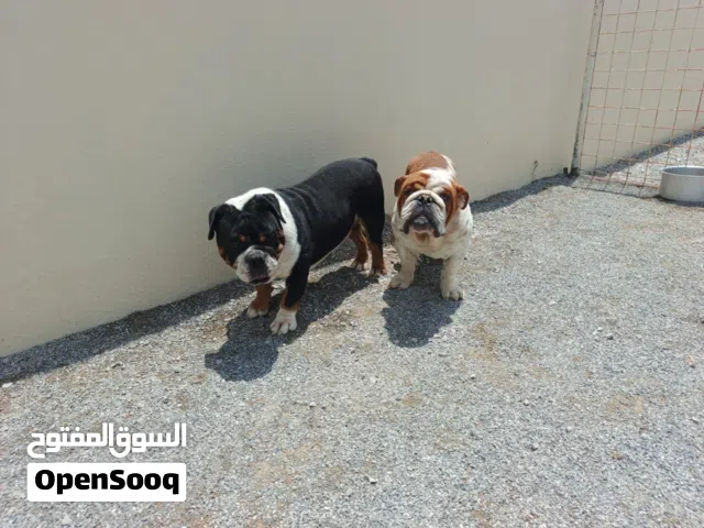 English bulldog