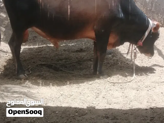بيع ثور جرسي ،العمر قريب أربع سنوات،ثور رقم واحد ، ينفع للأبقار ،ينفع أضحية ، الثور في الواقع