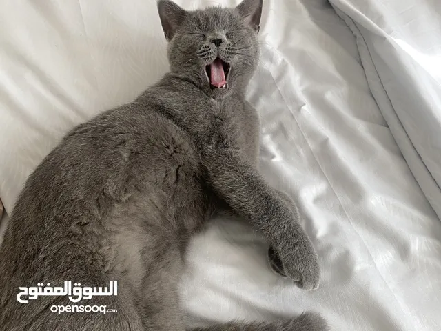 cat for adoption not buying!! (FOR FREE)