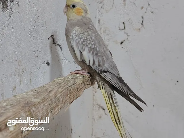 كوكتيل تبزير عراقي