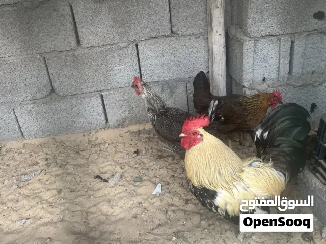 دجاجتين وديك عربيات سعر 115
