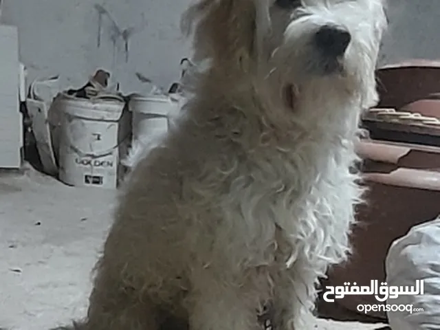 ذكر  حنون بلعب مع الولاد الصغار ولبس   وبرد .  ما الو صوت هادي