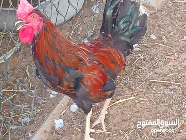 ديك للبيع للتواصل على موقع