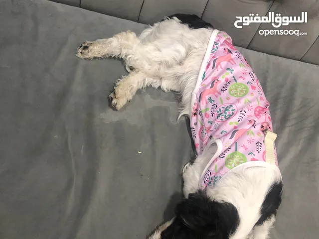 كلابه شيتزو لتبني