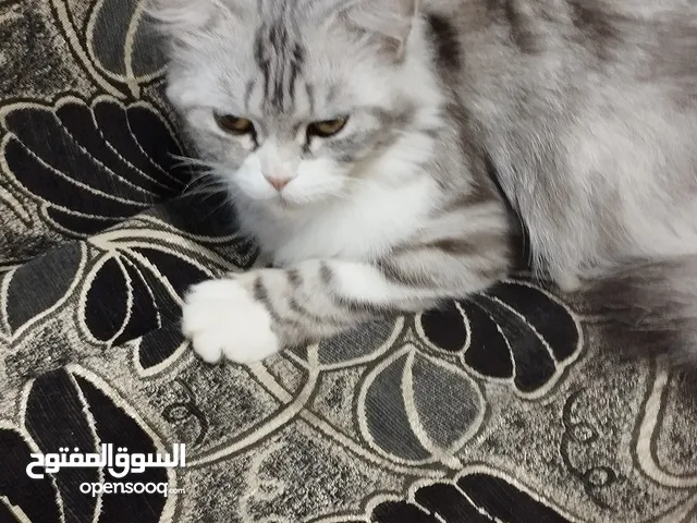 قطط للبيع سكوج  و شانشيلا عدد 5اكبار وصغار