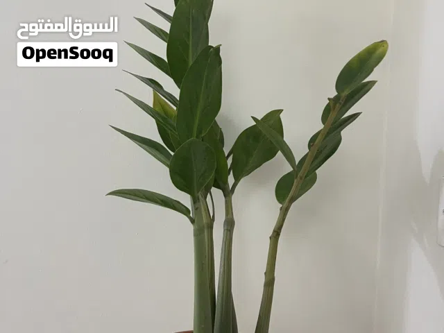 Big Zzzz plant
