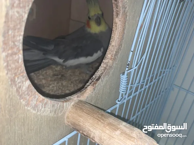 النوع : كوكتيل الجنس : زوج العدد :3 اللون : واضح ف الفيديو الصحه :جيد جداً السمن: فول