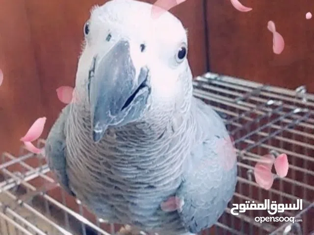 ببغاء كاسكو أفريقي متكلم للبيع