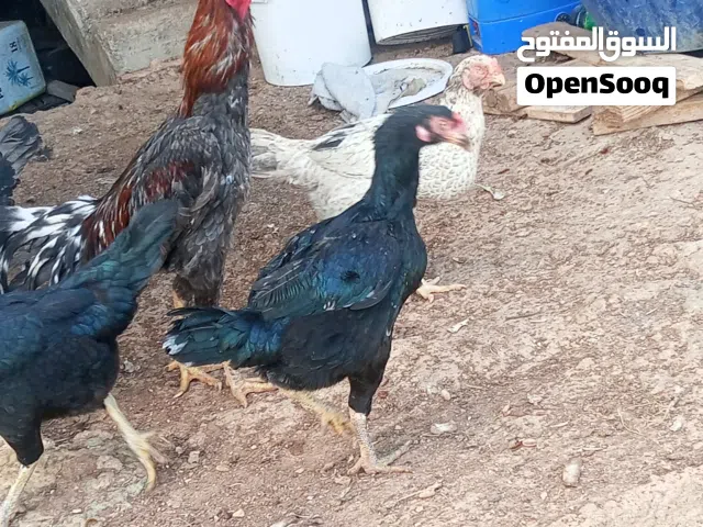 بيض باكستاني للبيع