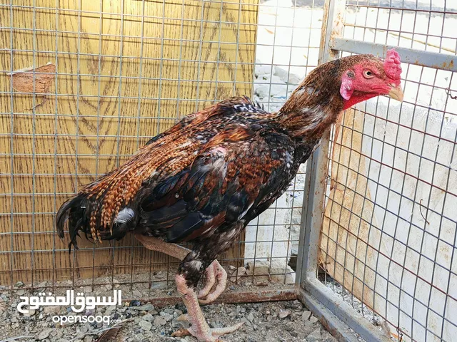 ديك تيترا شامو