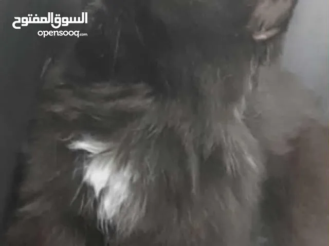 مكس للتبني