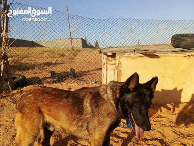 كلب اكرمكم الله للبيع النوع مينوا
