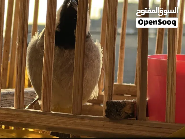 بلبل للبيع