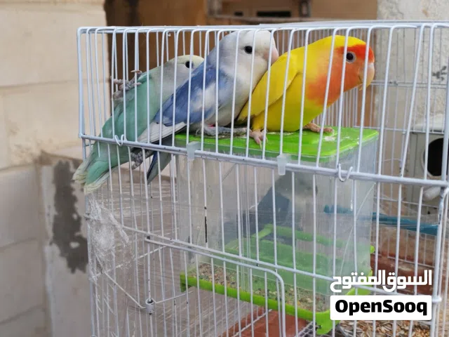جوز روز شغال ما شاء الله علي