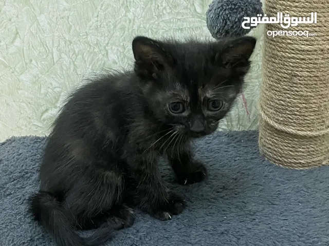 5 قطط صغار العمر شهر ونص مع امهم