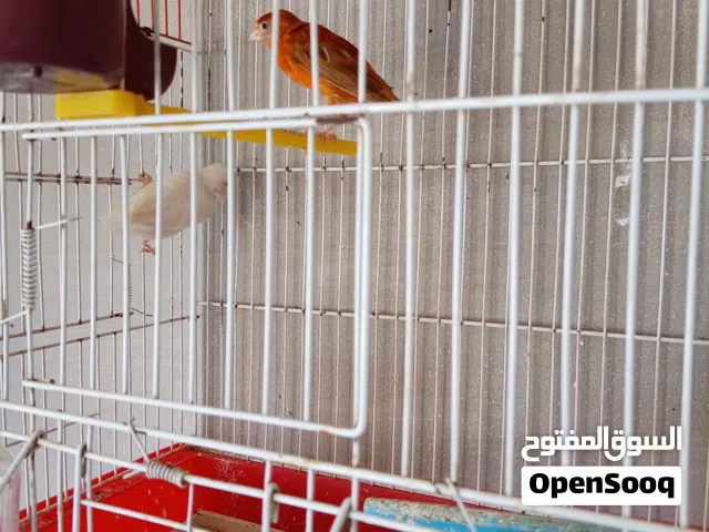 ثلاث جواز كنار نخب للبيع