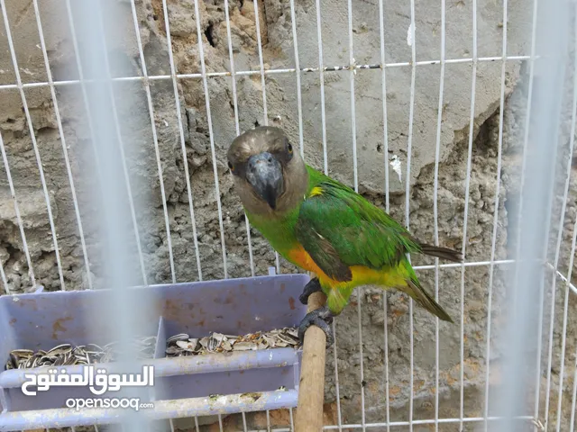 ببغاء السنغالي