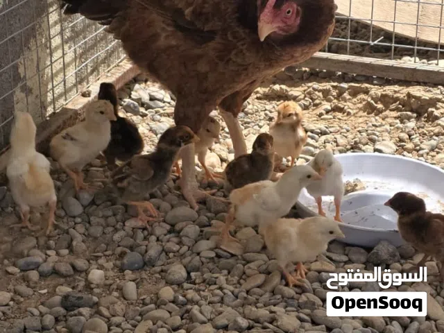 للبيع دجاجة مع الفروق امورها فوق الطيبة