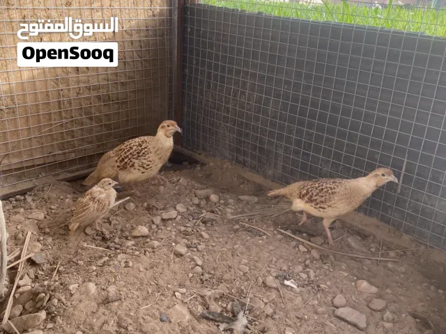صفارد باكستان