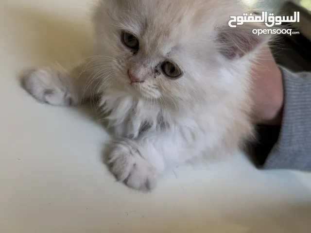 قطط شيرازي