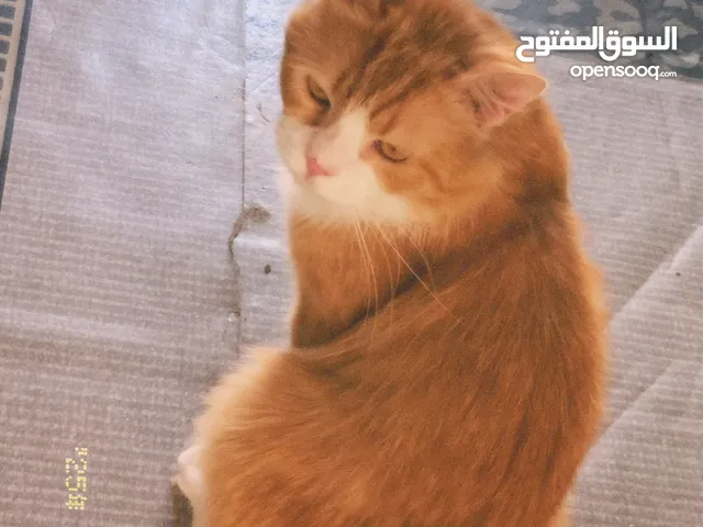 قطط اليفة نظيفة