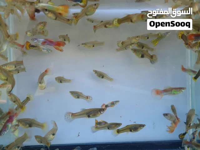 اسماك زينة نوع قوبي