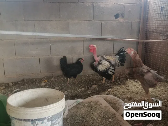 جاج عرب ديج ابو ركيبه