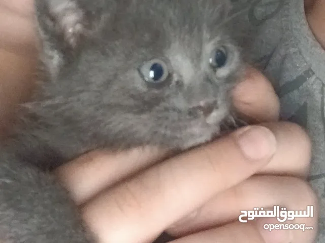 كتين هجين هادئ