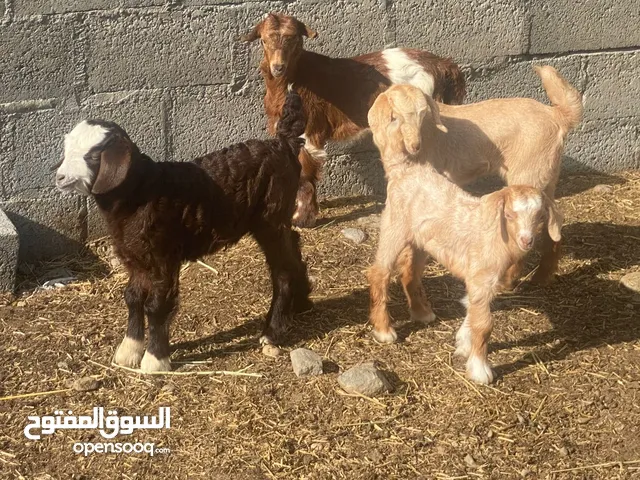 جدايا 3 + سخله من حلال الجواميد وبني سعيد جاهزات للتربيه