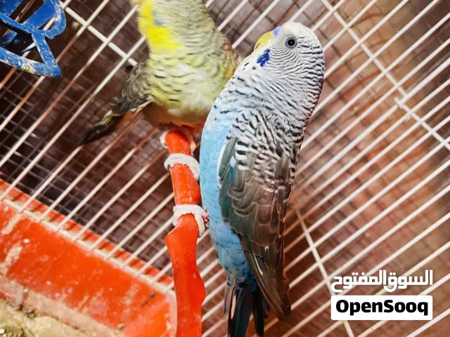 كوبيه بلاك ونج