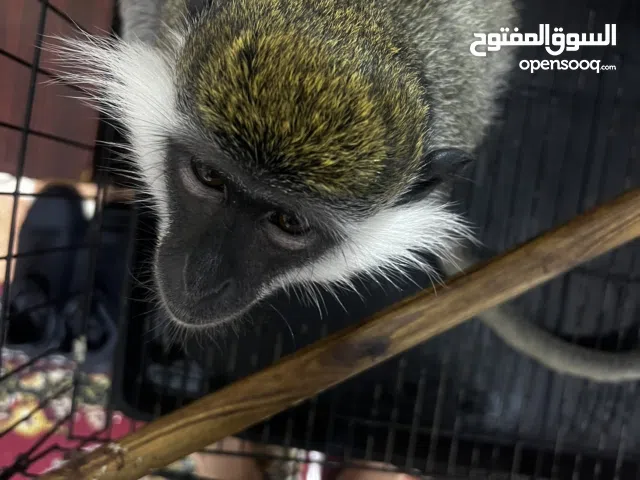 نسناس عبلنجي للبيع