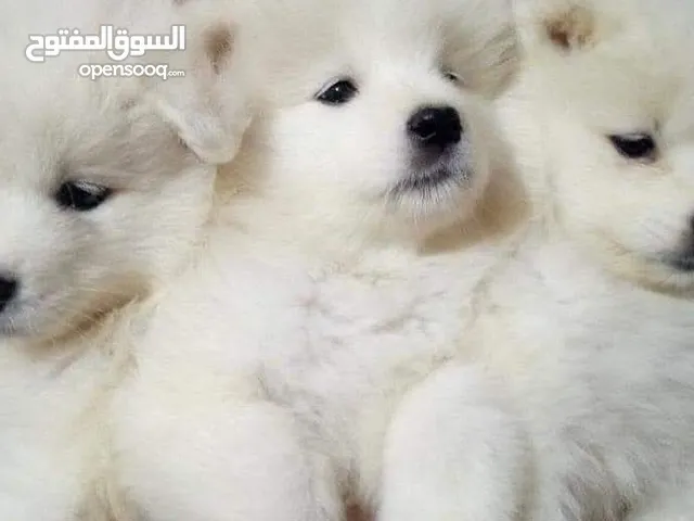 puppy samoyed