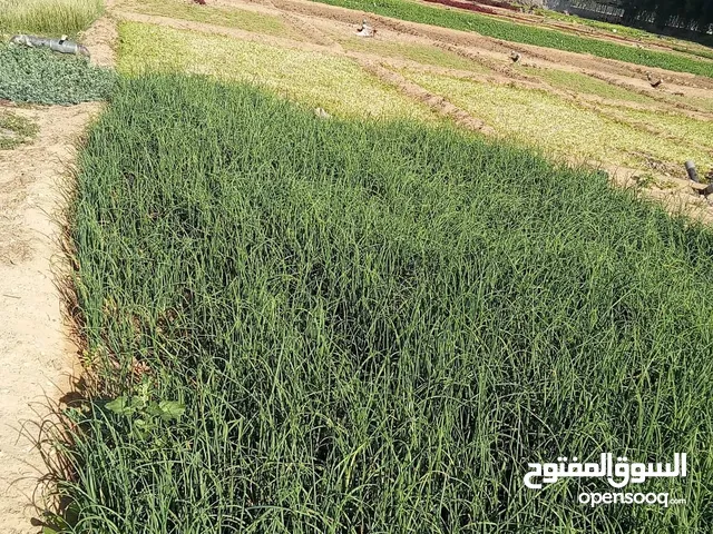 Farm Land for Sale in Al Ain Other