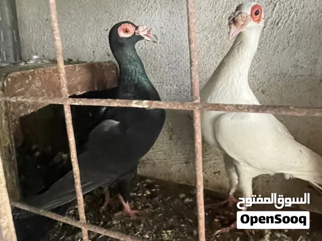 3 جواز للبيع او للبدل على عصافير