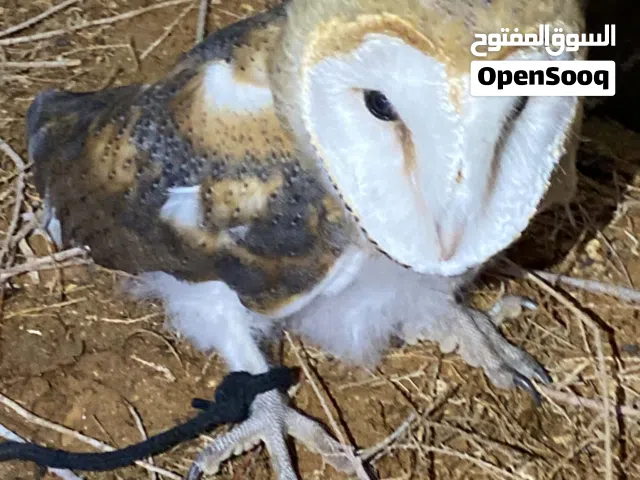فرخ بومه كيف متعلم ايطير