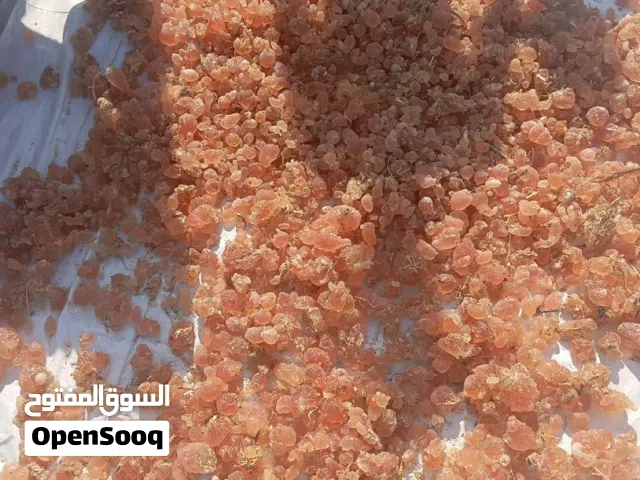 صمغ هشاب سوداني درجة أولى – تصدير مباشر للسعودية (جملة)