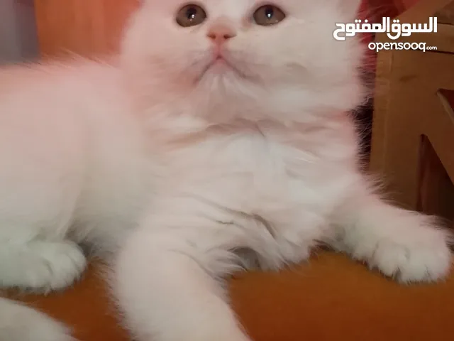 قطط عمر شهرين لون ابيض عدد 3 اتنين انثى وواحد ذكر من ام بريتش لون سكني والاب سكوتش فولد لون ابيض