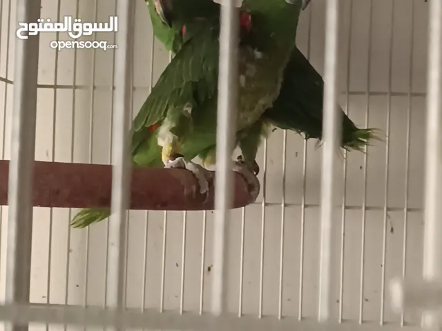 Breeding pair of Yellow Crown Amazon Parrot for sale