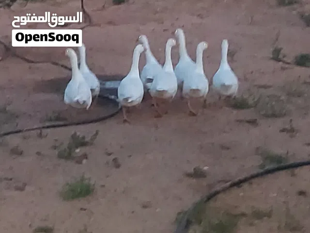 7اوز  للبيع خلة الفرجان