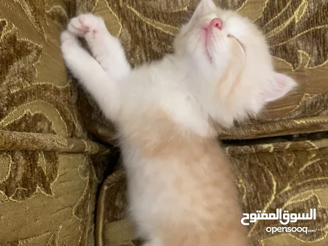 قط شيرازي مشمشي لون مميز للبيع
