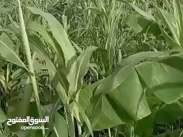 مزرعة للبيع