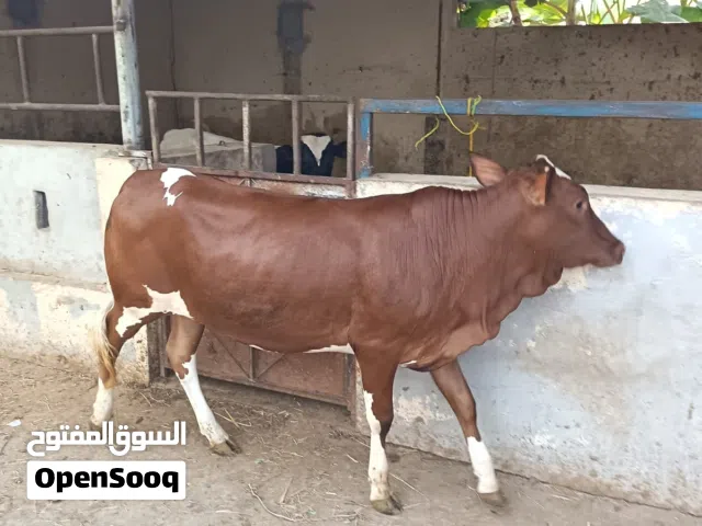 عجلات ظفاريه سمينه جاهزه للذبح أو التربية