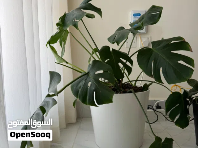 Indoor plant + ceramic pot