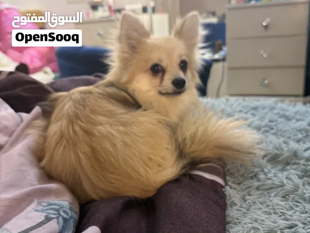 العمر 7 اشهر كلب لعوب جدا