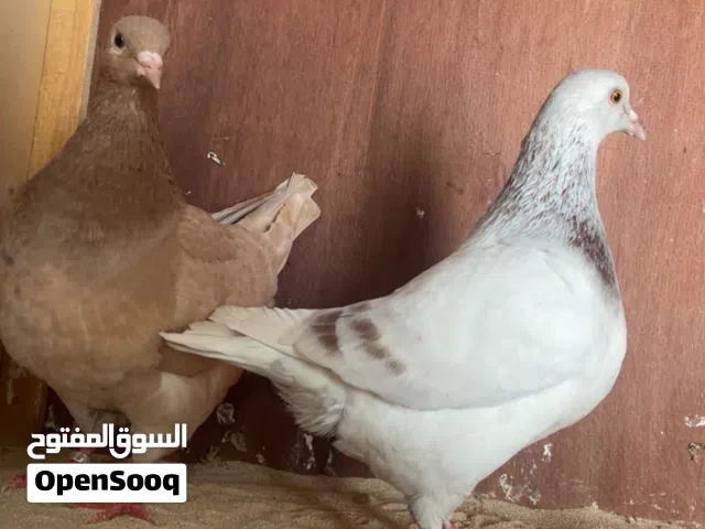 حمام زينه تاكسون من نوادر
