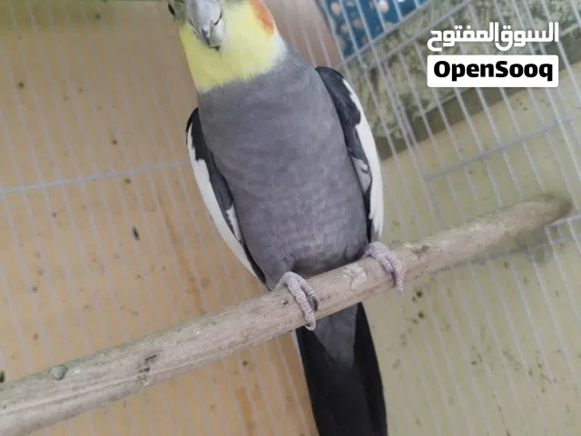 كوكتيل البيع