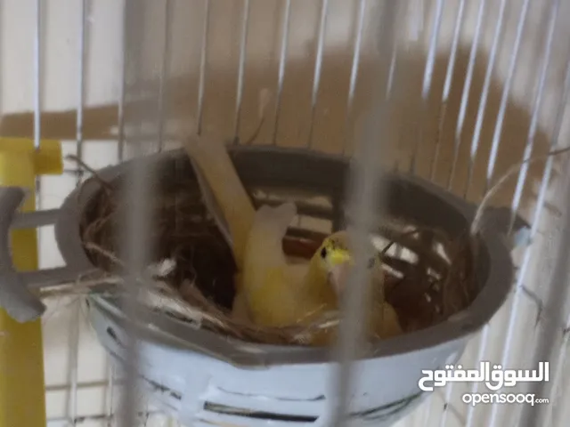 طيور حب و كنار وجنه  للبيع  ...