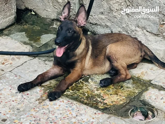 متاح انثه مالينو عمره شهرين ونص ماخذه لقاح وجرع ديدان للبيع س 300