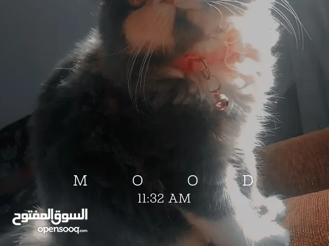 سكوتش فولد مميز الوان جميله