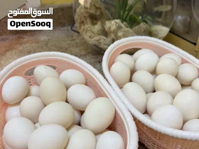 بيض عماني نظيف